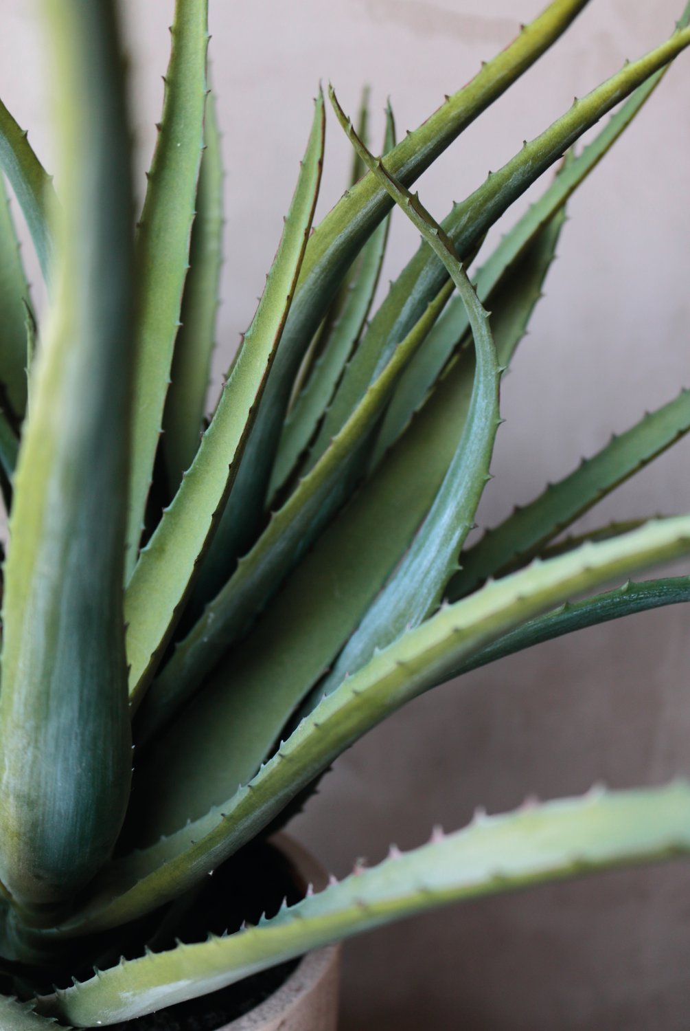 6152 883 a3 Искусственное алоэ, горшечное, 53 см, зеленое H-andreas  - Вид №14