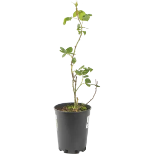 Роза плетистая «Голден Гейт» 19x55 см