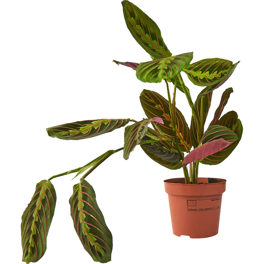 Santreyd Маранта Триколор — живой узор в вашем интерьере 85324957 STLM-0061522 - Вид №1