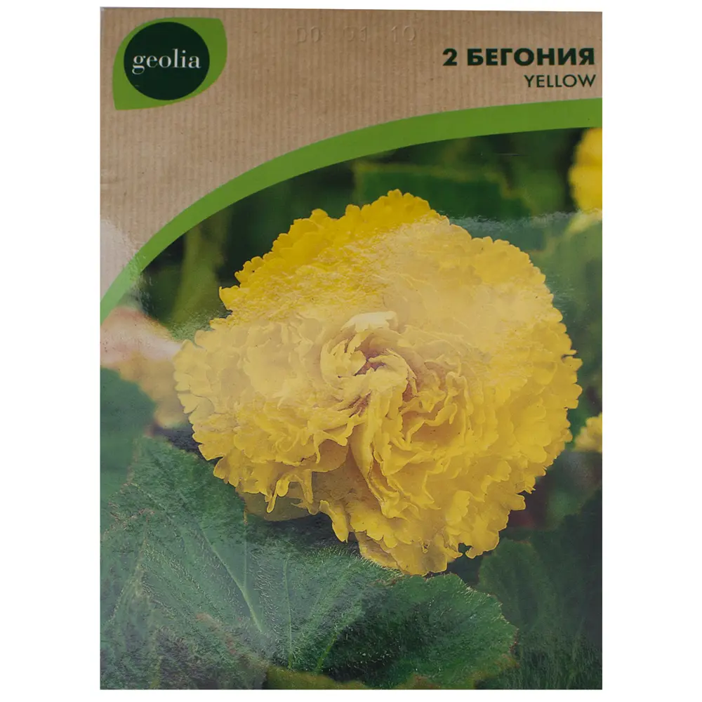 Бегония Geolia «fimbriata Yellow», 4х5 см 15548925 STLM-2167947 