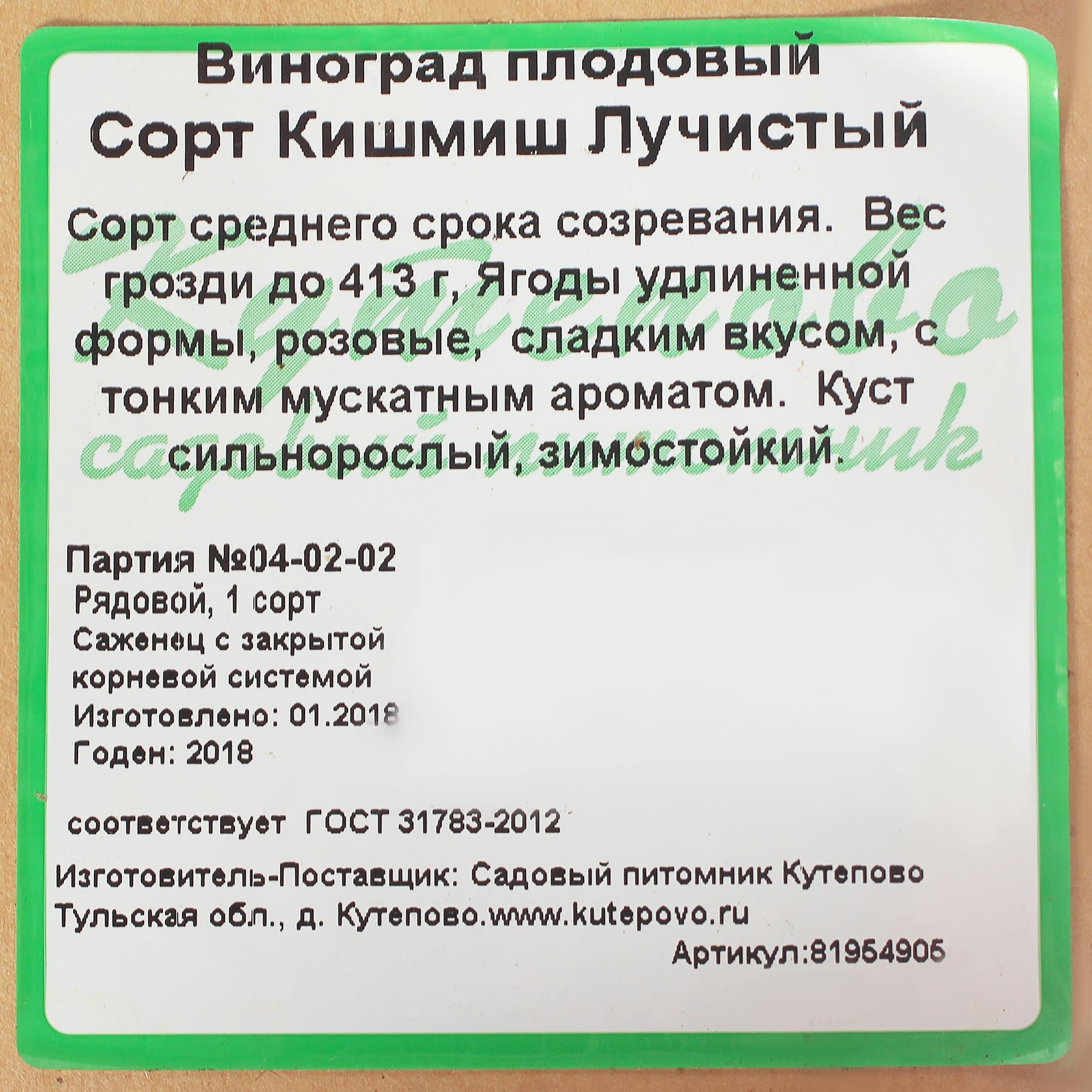 81954905 Виноград плодовый Киш-Миш С2 «Лучистый» h50 Santreyd  - Вид №2