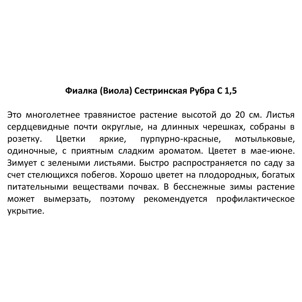 Фиалка сестринская Рубра ø11.5 h30 см 85324939 STLM-2053035 Santreyd  - Вид №3