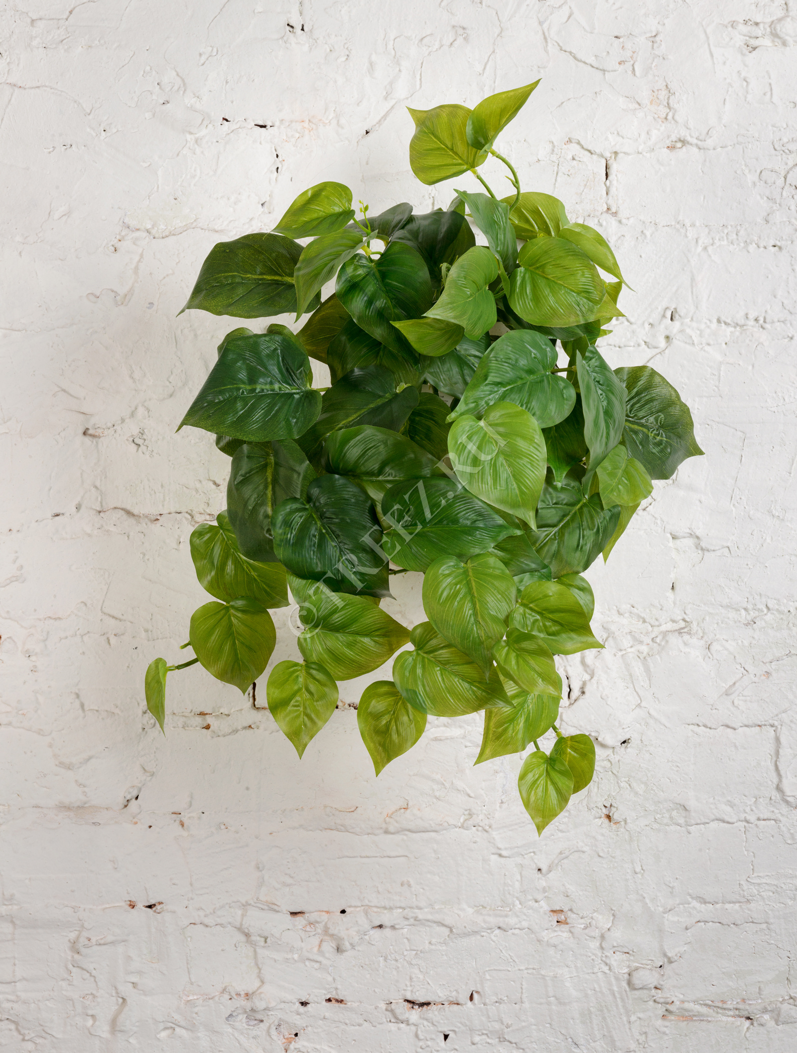 20.1381M Филодендрон крупнолистный ампельный средний Цветочная коллекция  - Вид №1