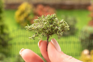 011-kr-006 Зелёные кусты для макетов 3 шт. Morrison