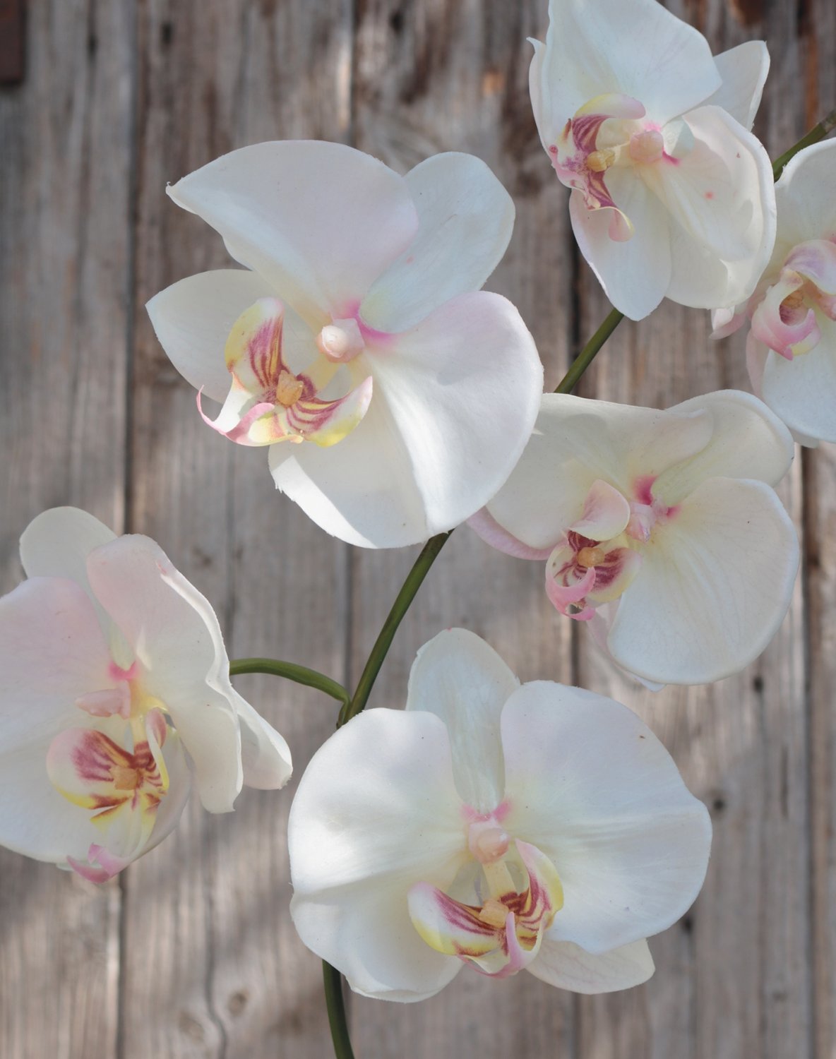 2526 755 a2 Искусственная орхидея Phalaenopsis, 73 см, real touch, бежево-розовая H-andreas  - Вид №1