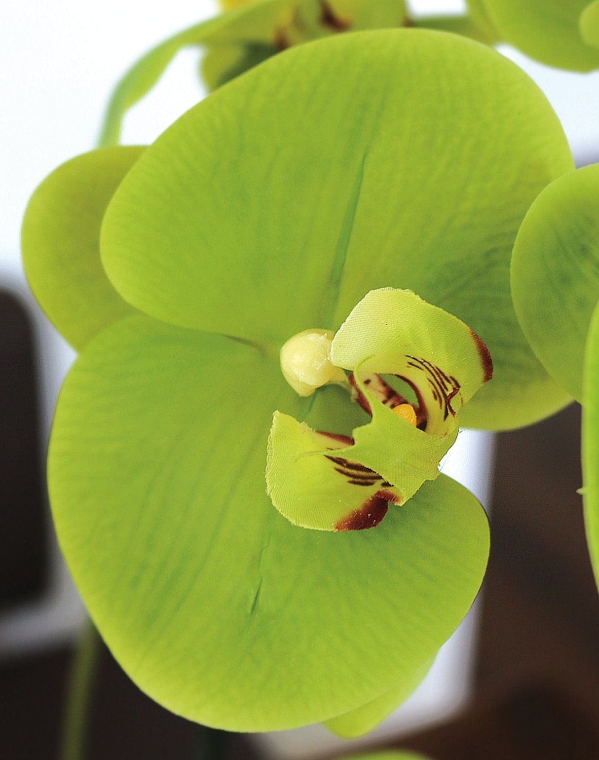 2606 883 a3 Пластиковая орхидея Phalaenopsis, горшечная, 55 см, real touch soft, зеленая H-andreas  - Вид №2