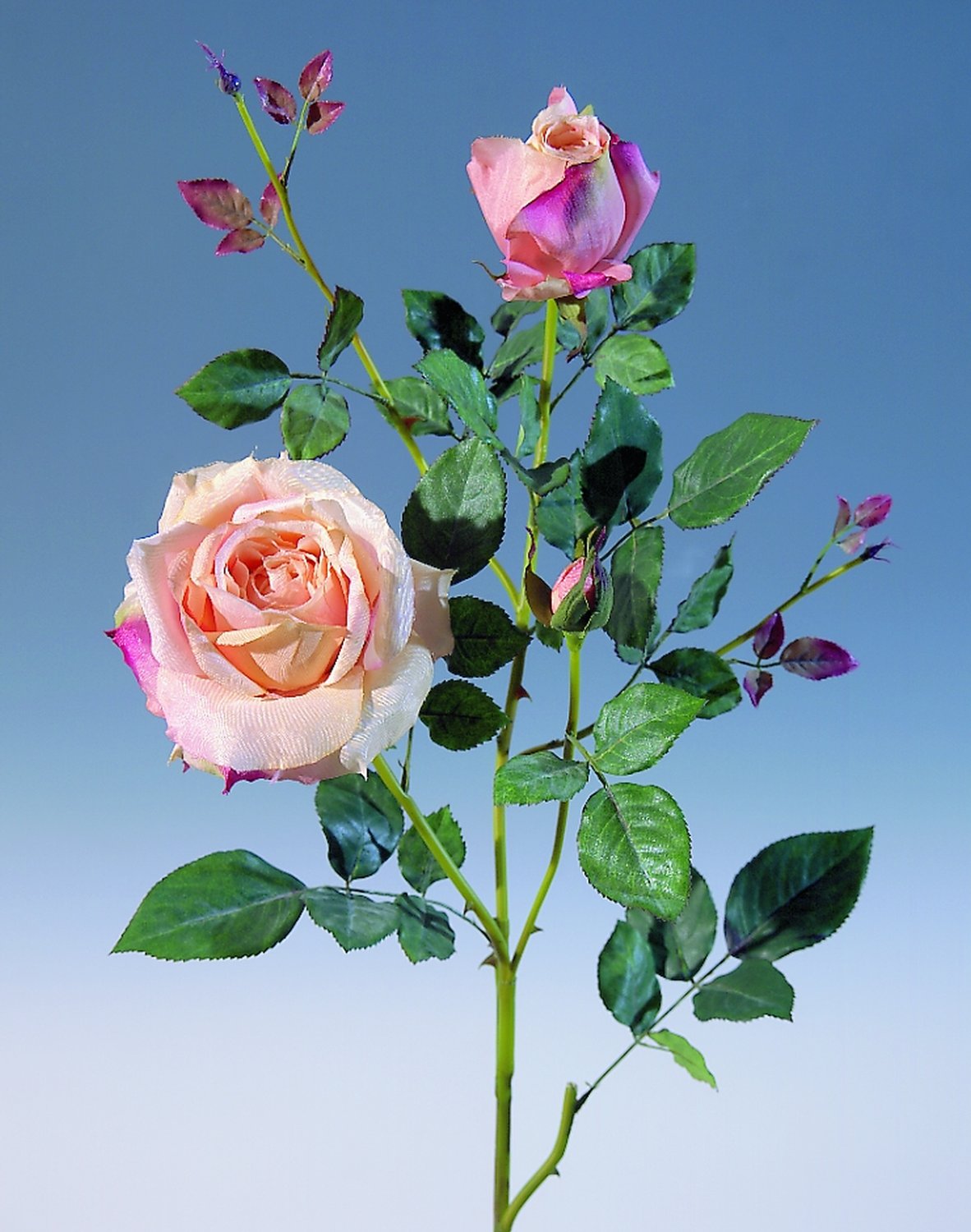 2543 553 a2 Шелковая роза, 1 цветок, 2 бутона, 110 см, абрикос H-andreas 