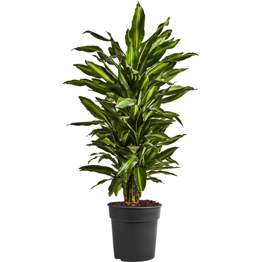 Драцена Джанет Линд Santreyd ø24 h90-110 см - комнатное растение для озеленения 87819510 STLM-0957859