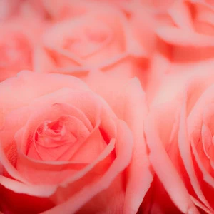 C1-385 Фотообои DIVINO Collection C 2.38х3 м