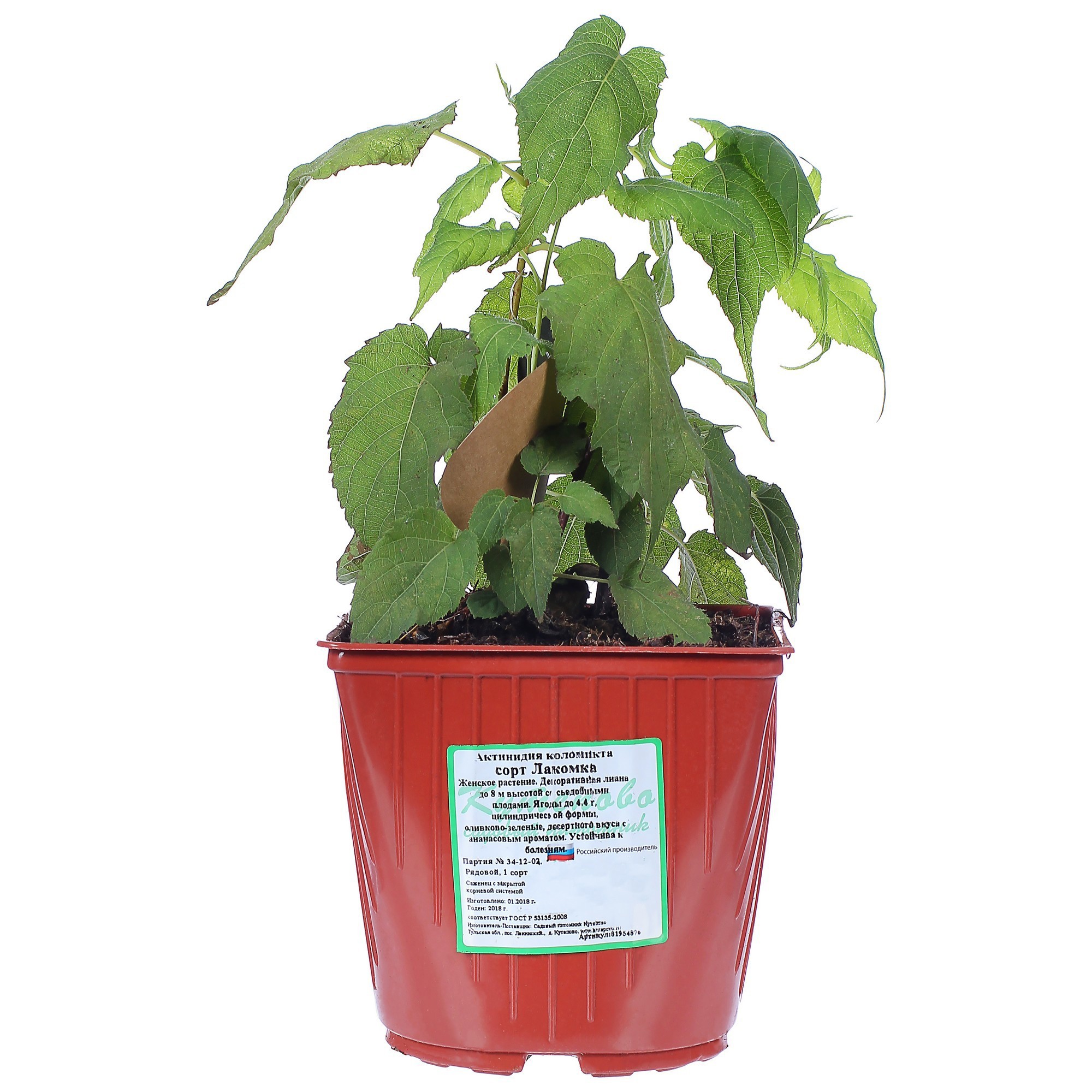 Актинидия Лакомка Santreyd - декоративная лиана с плодами ананасового вкуса 81954876 STLM-0015209