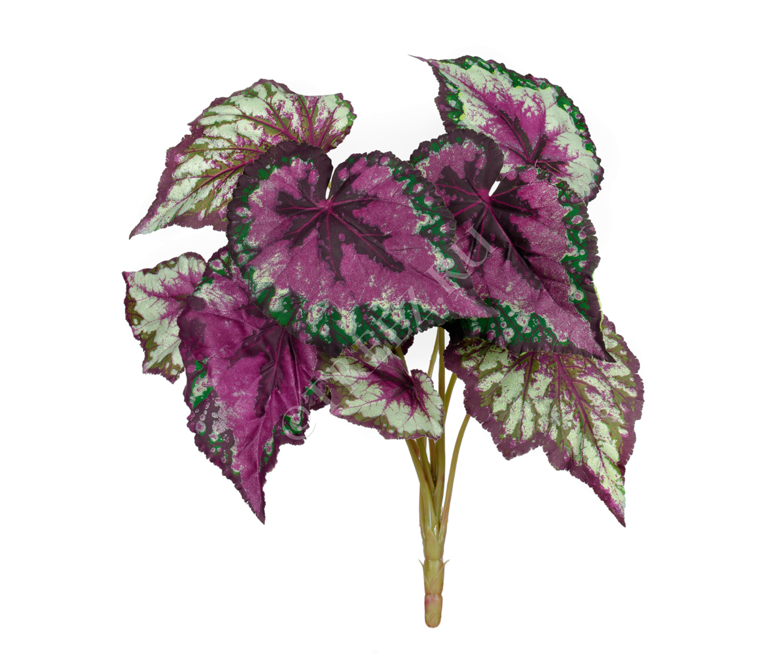 20.1069N Бегония крупнолистная зелёно-бордовая Цветочная коллекция 