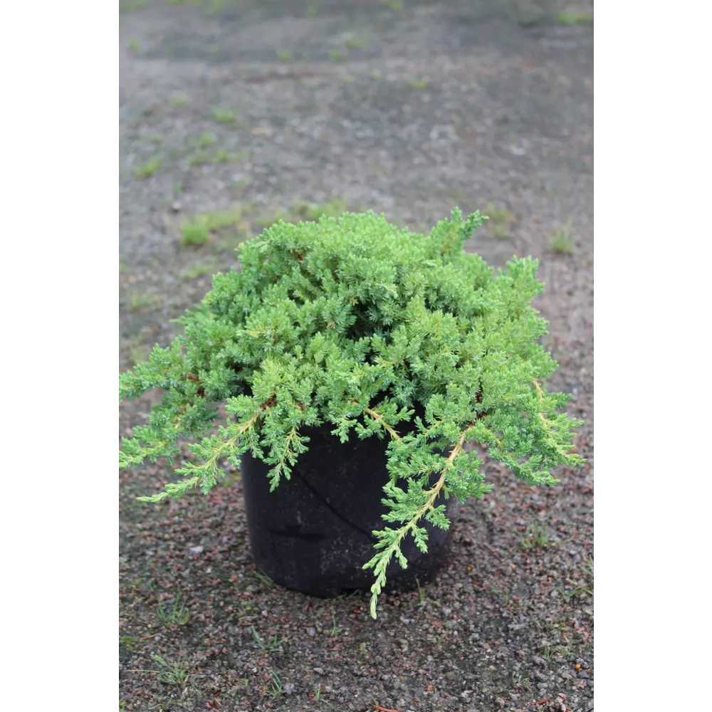 Можжевельник лежачий Нана ø22 h40 - 45 см 87691116 STLM-2021963 PLANTMARKET 