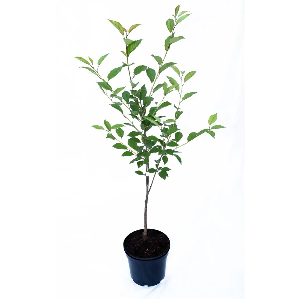 Дюк гибридный Ночка пакет PLANTMARKET STLM-2143381 - Вид №1