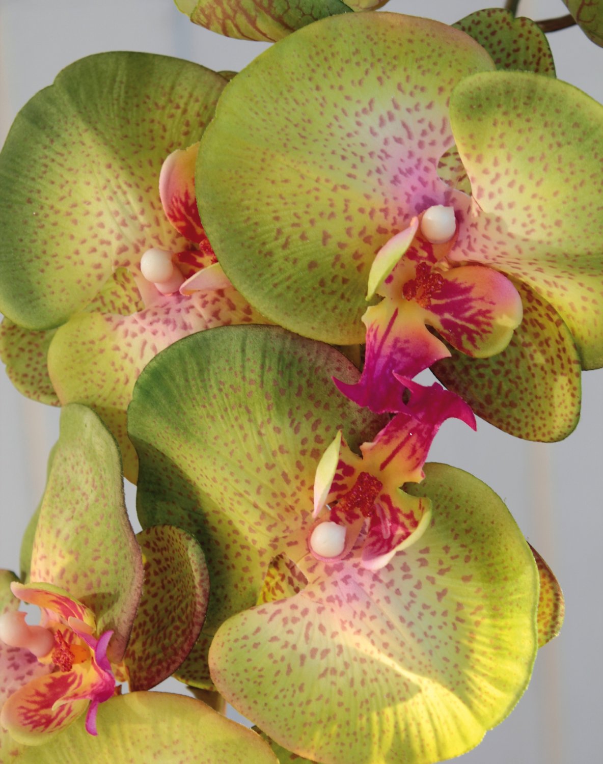 2581 805 a3 Искусственная орхидея Phalaenopsis, 103 см, real touch, зелено-роза H-andreas  - Вид №2