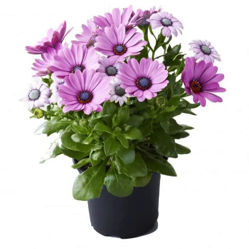 Santreyd Остеоспермум: африканская ромашка для сада и горшка 83248446 STLM-0962565