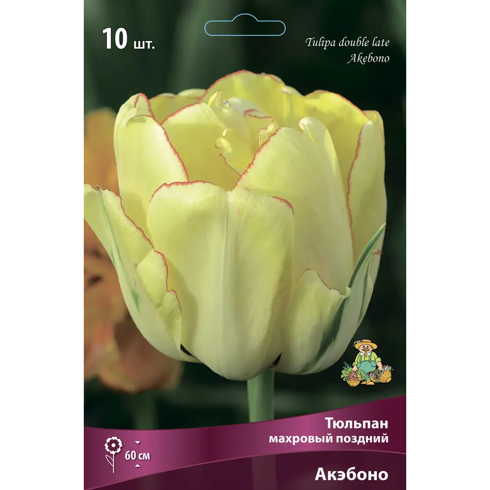 Тюльпан махровый поздний Акэбоно, 10 шт ПОИСК STLM-2049305