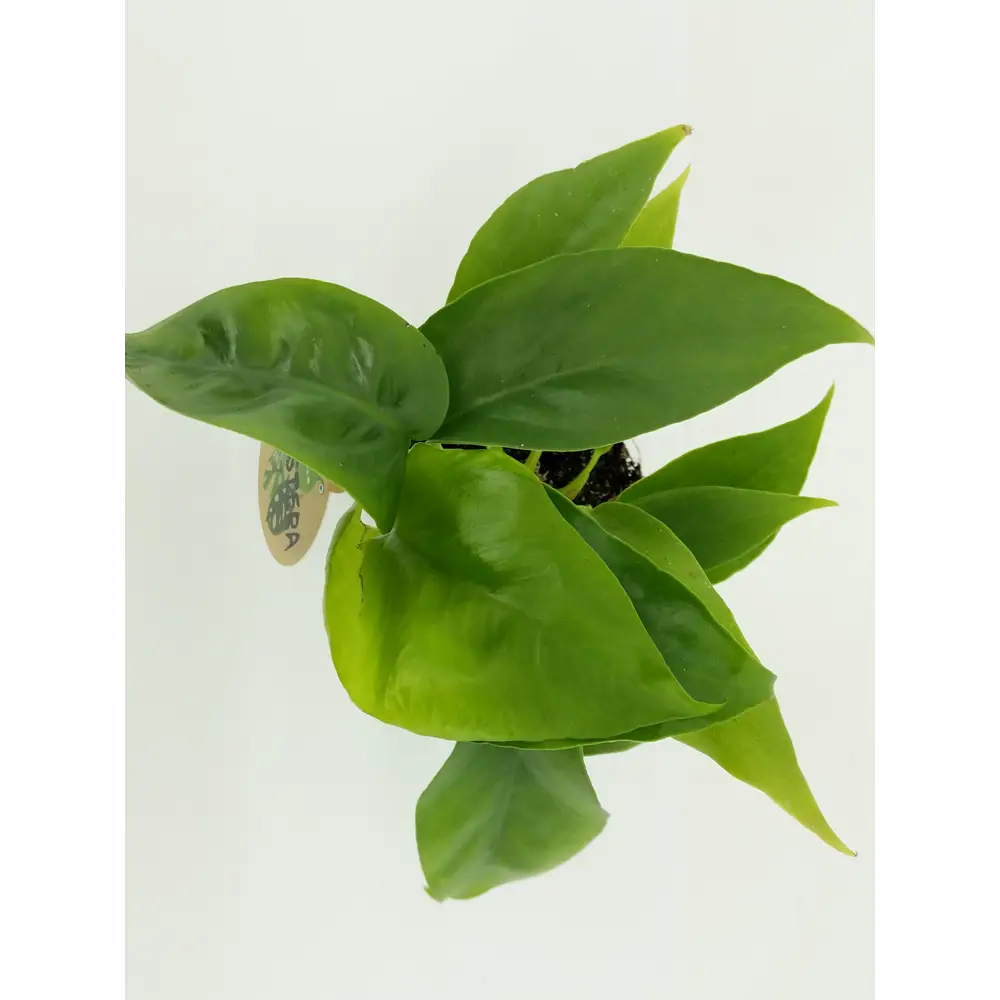 Santreyd Монстера мини - вечнозеленая лиана с ажурными листьями 82932715 STLM-0038101 - Вид №1