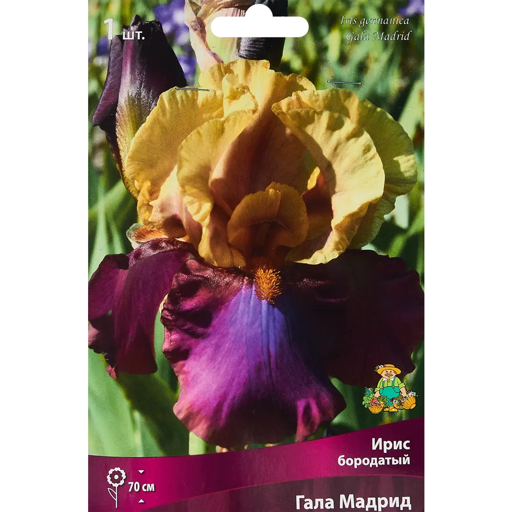 Ирис бородатый Гала Мадрид ПОИСК STLM-2190060