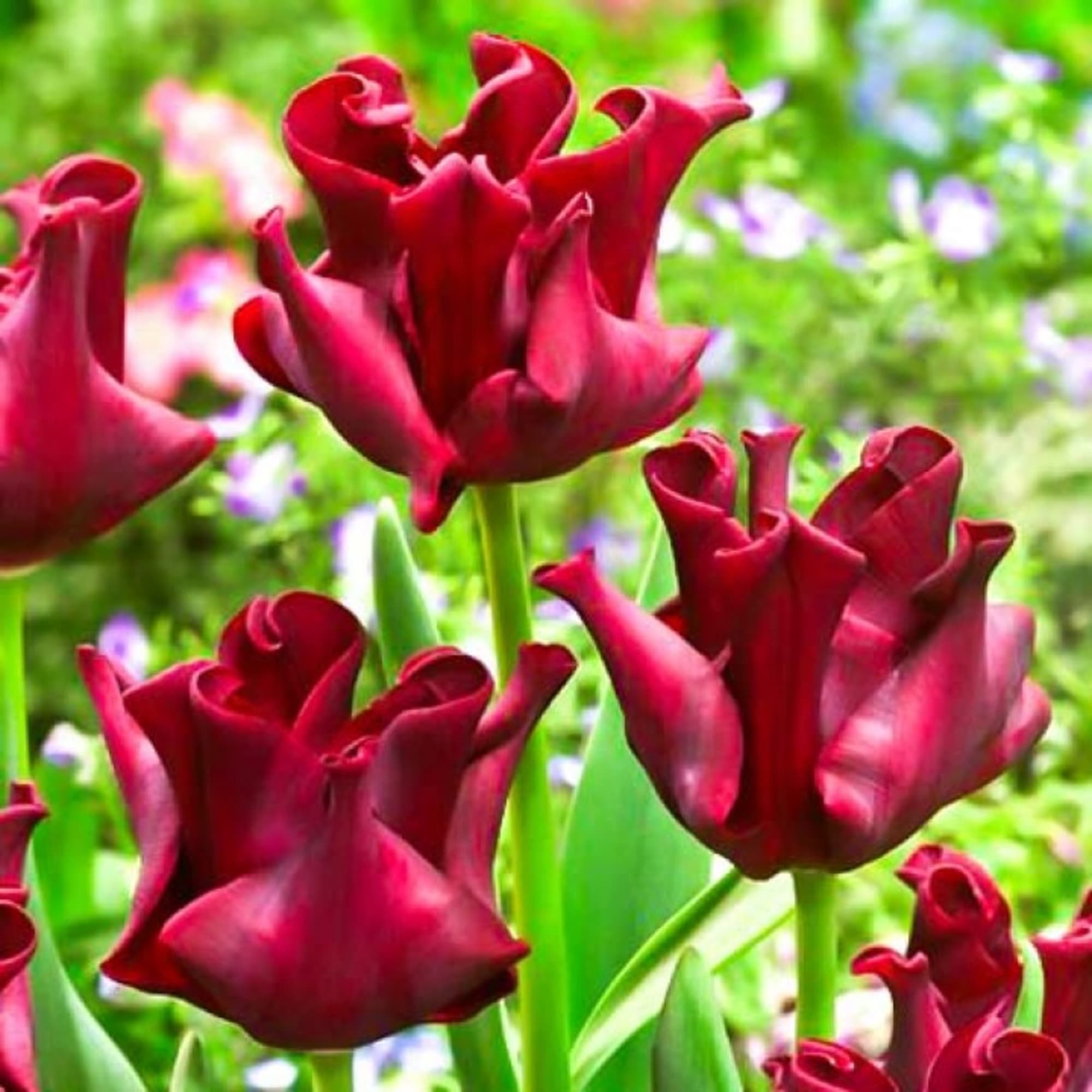 89078518 Тюльпан Триумф Ред Дресс луковица 12/, 7 шт Santreyd 