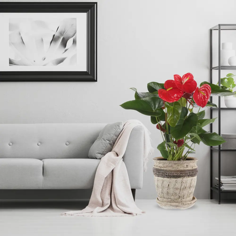 Santreyd Антуриум микс - вечное цветение в вашем интерьере 81959333 STLM-0015373 - Вид №3