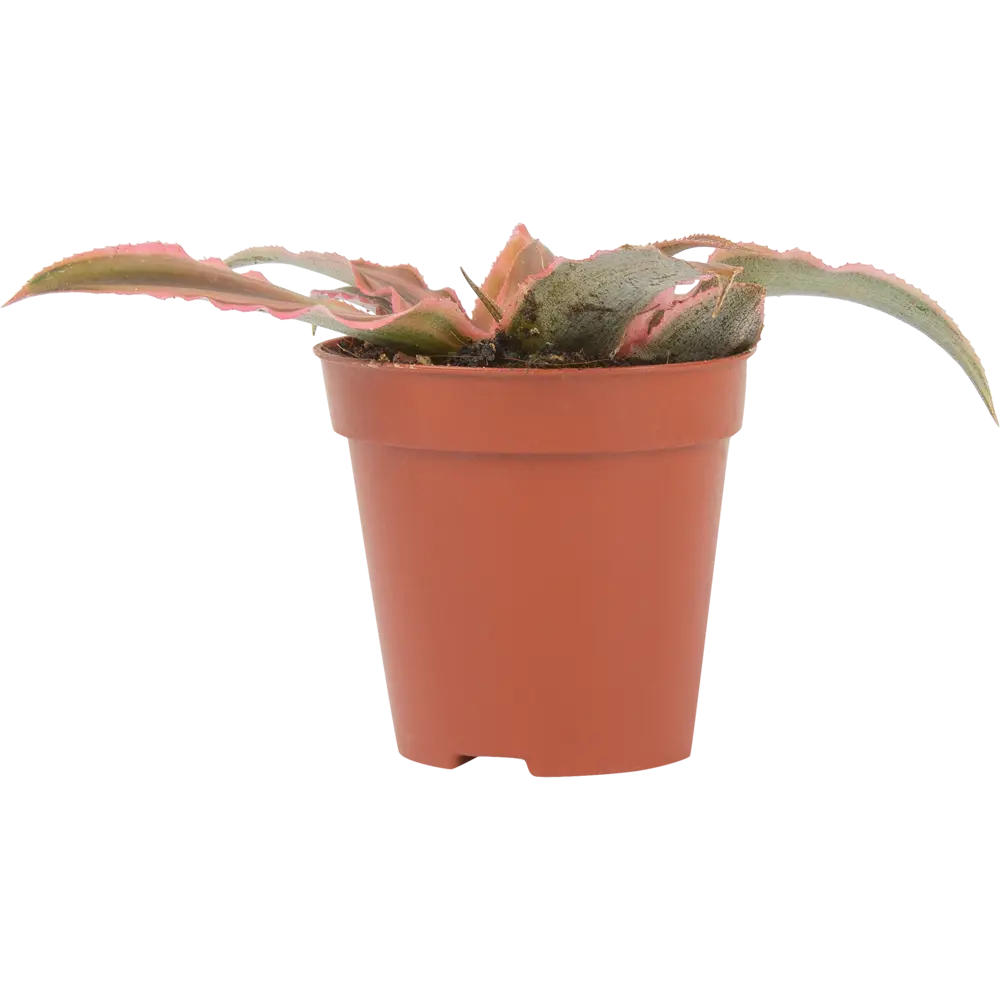 Santreyd Криптантус микс - декоративное растение с яркой листвой 82932712 STLM-0038100 - Вид №1