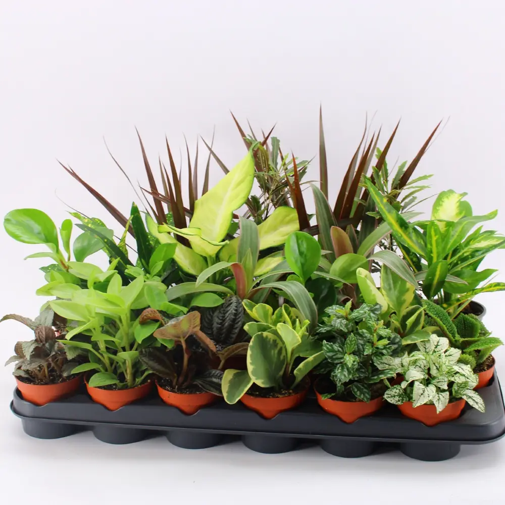 Растение Плант микс Santreyd ø9 h35 см - готовое решение для озеленения 89399214 STLM-1383337