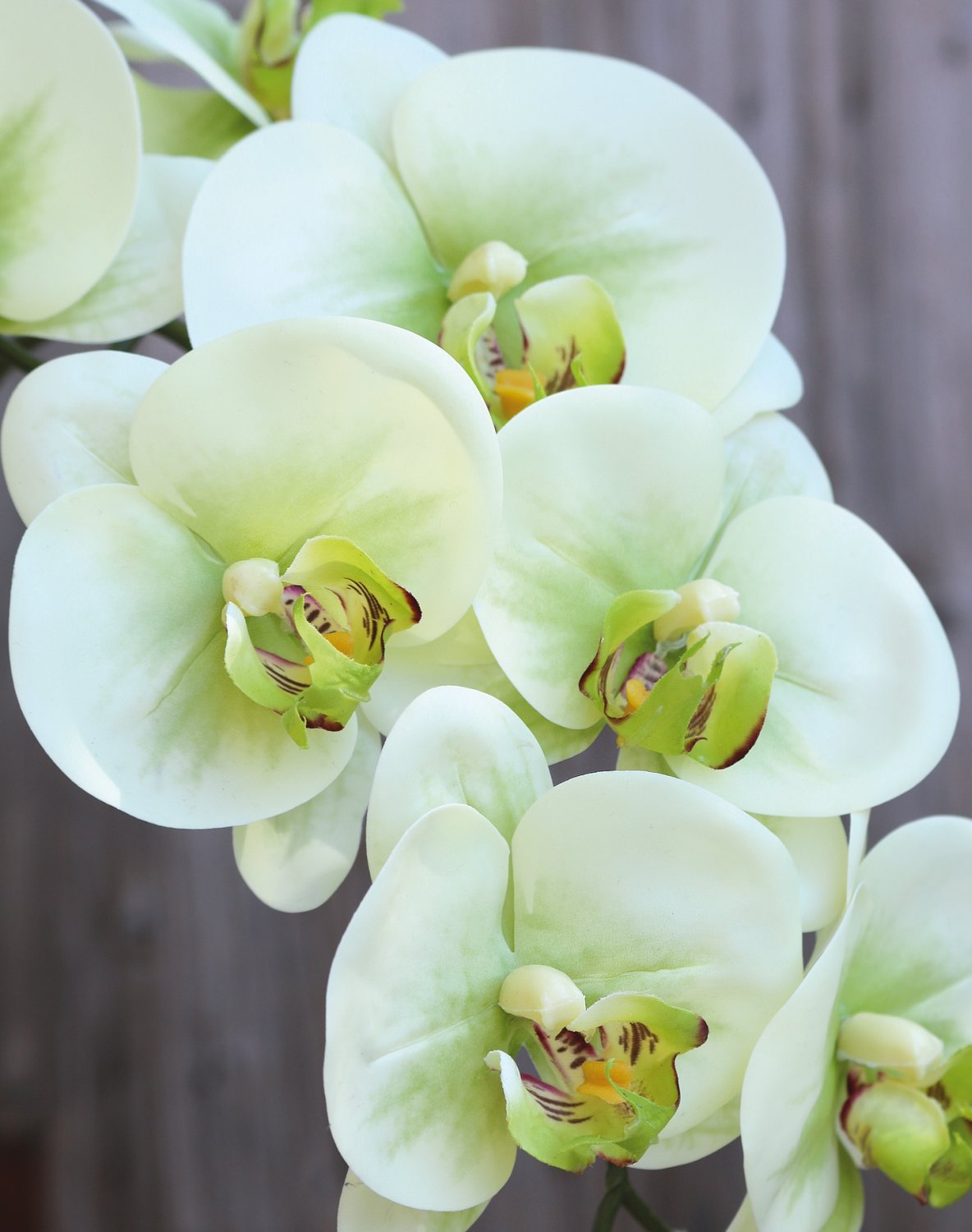 2845 788 a3 Пластиковая орхидея Phalaenopsis, 100 см, real touch soft, бежево-зеленая H-andreas  - Вид №7