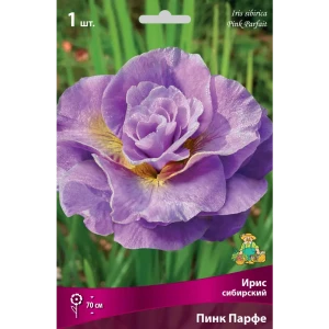 Ирис сибирский «Пинк Парфе» разбор I 82662338 STLM-2027893