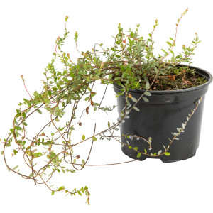 82219575 Клюква крупноплодная «Бен Лир» 2 л