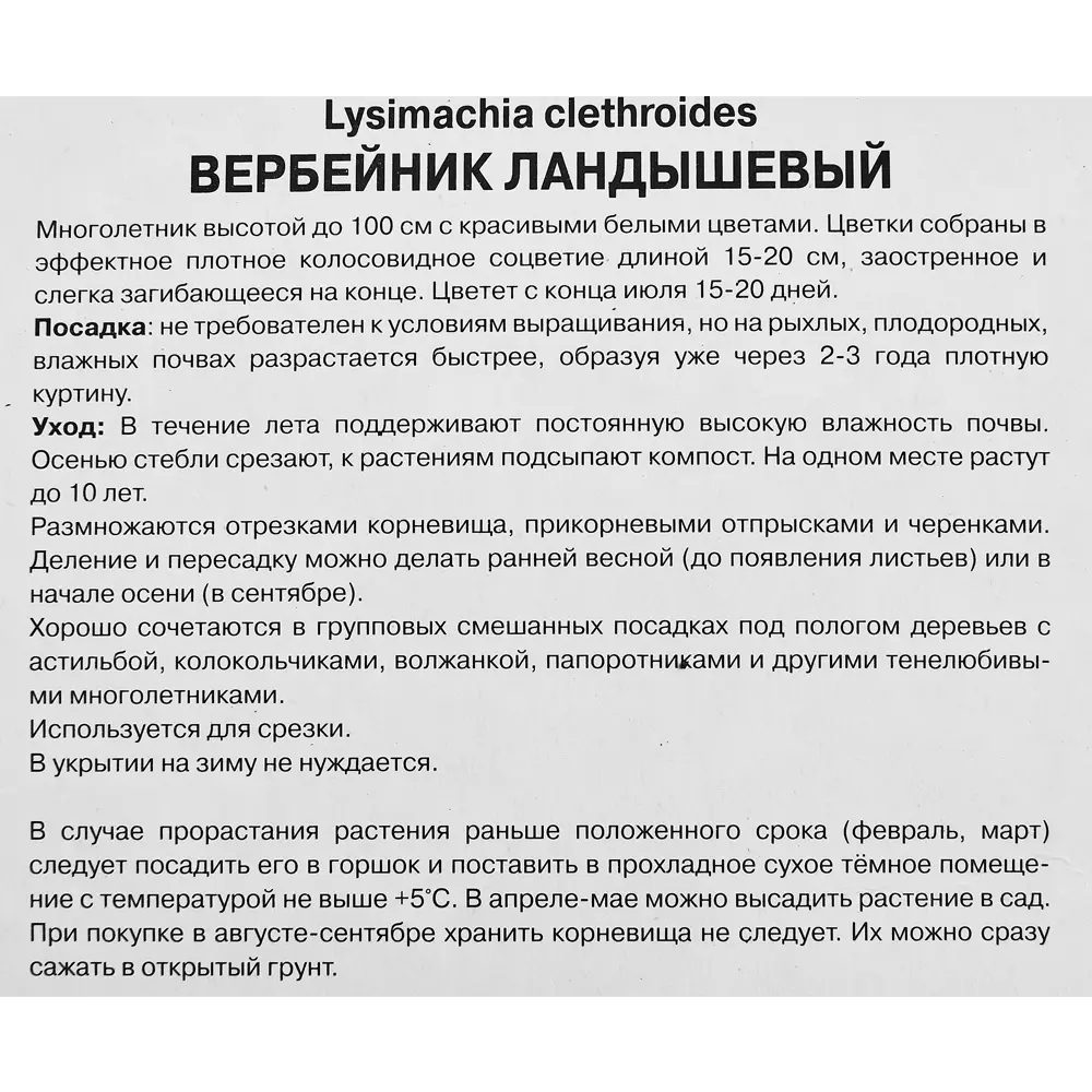 Вербейник Ландышевый ПОИСК STLM-2079340 - Вид №2