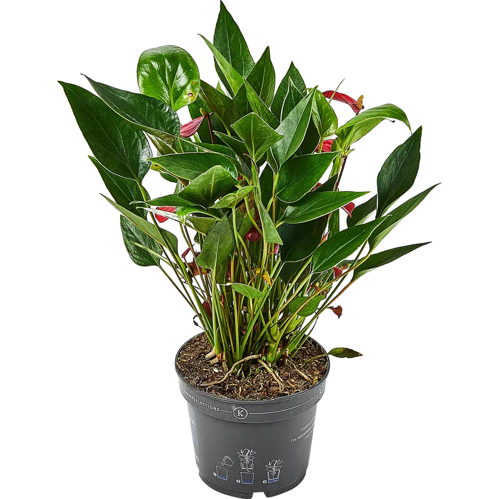 Santreyd Антуриум Миллион — вечнозеленое тропическое чудо 89356059 STLM-0964474