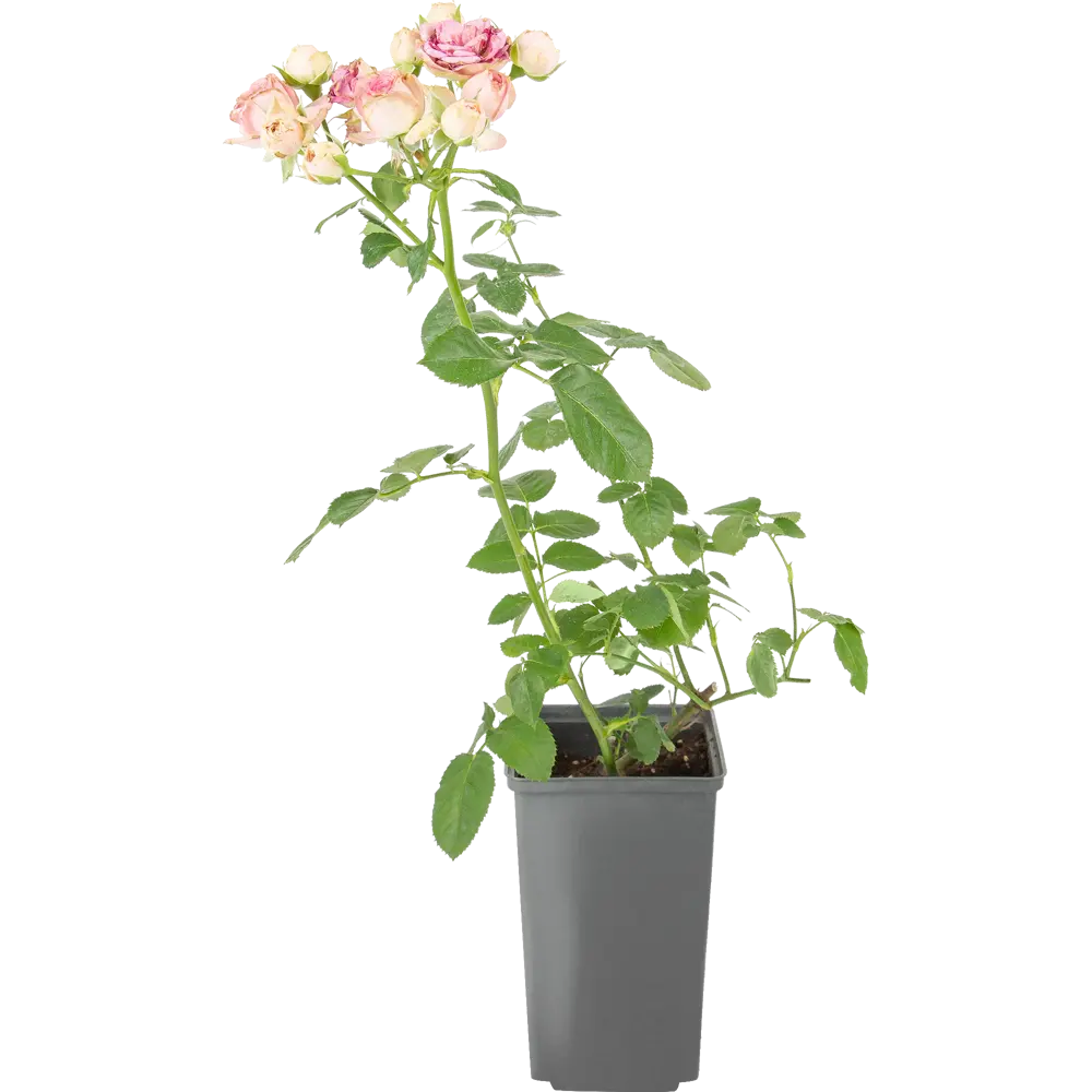 Santreyd Роза для горшечного выращивания с продолжительным цветением 83247714 STLM-0039905