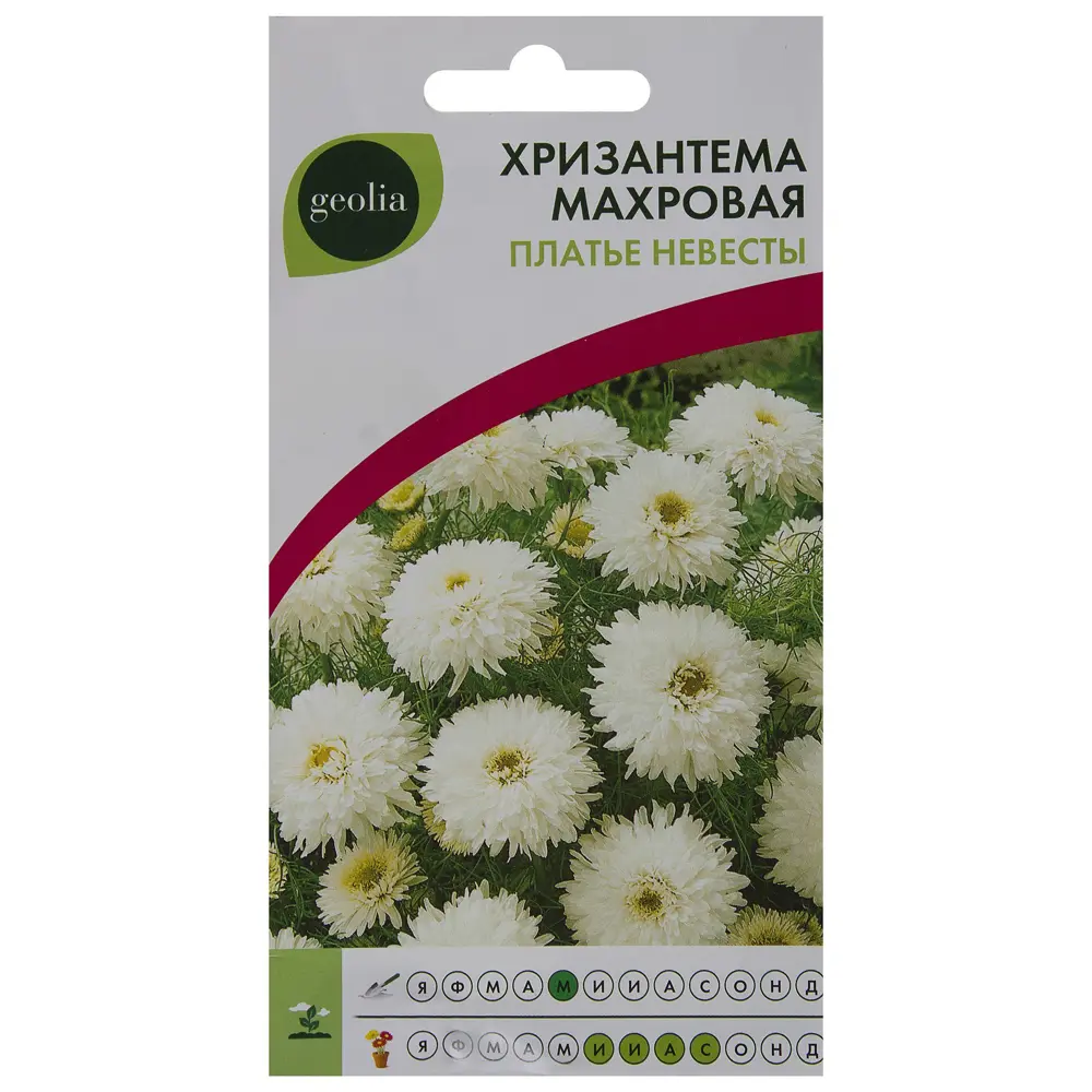 GEOLIA Хризантема махровая 'Платье невесты' - белоснежное украшение сада 17585640 STLM-0008397