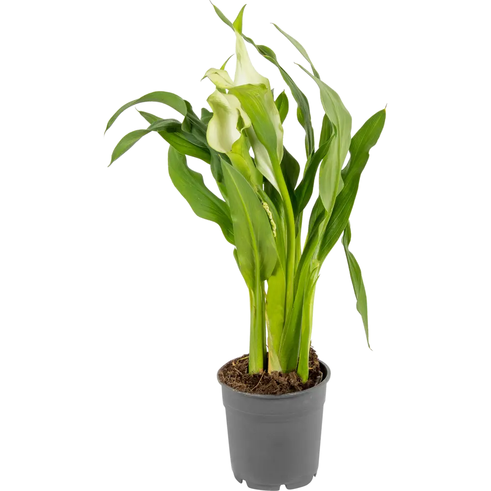 Santreyd Калла микс - элегантное комнатное растение с разноцветными бутонами 14448041 STLM-0004955