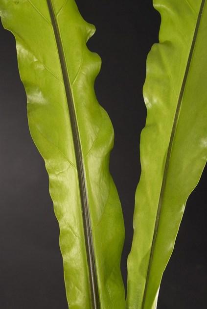 VGnewtrend Искусственное растение из полиэстера  1040836.60  - Вид №1