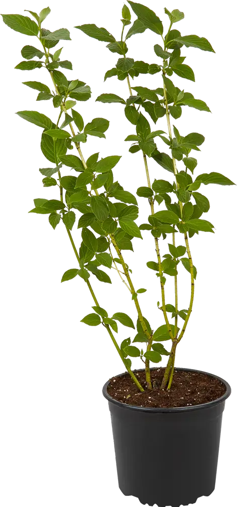 Дёрен «Вайт Голд» от Santreyd - декоративный кустарник с золотистыми побегами 82585366