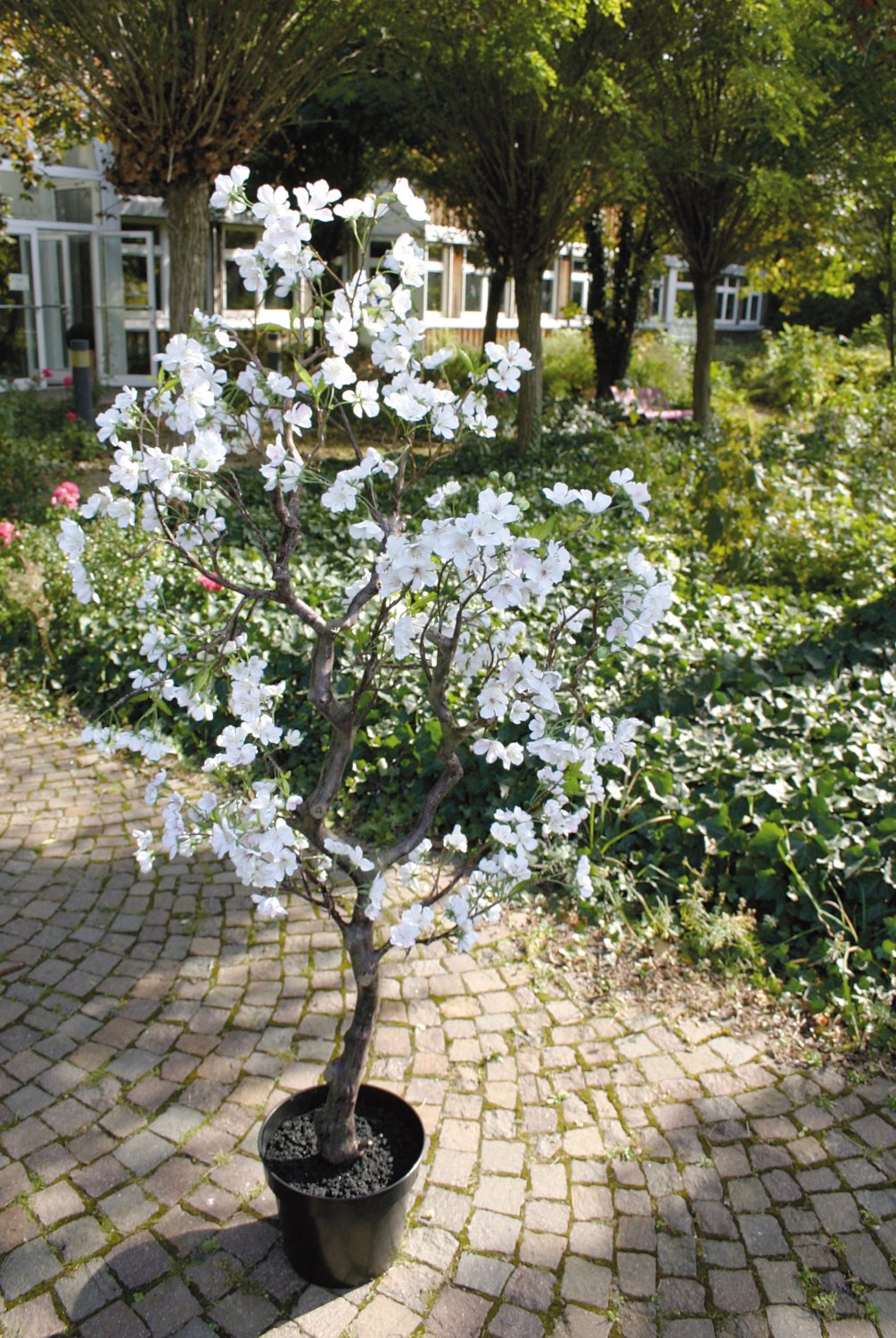 5501 778 a3 Пластиковая груша в горшке, 160 см, бежево-белая H-andreas  - Вид №4