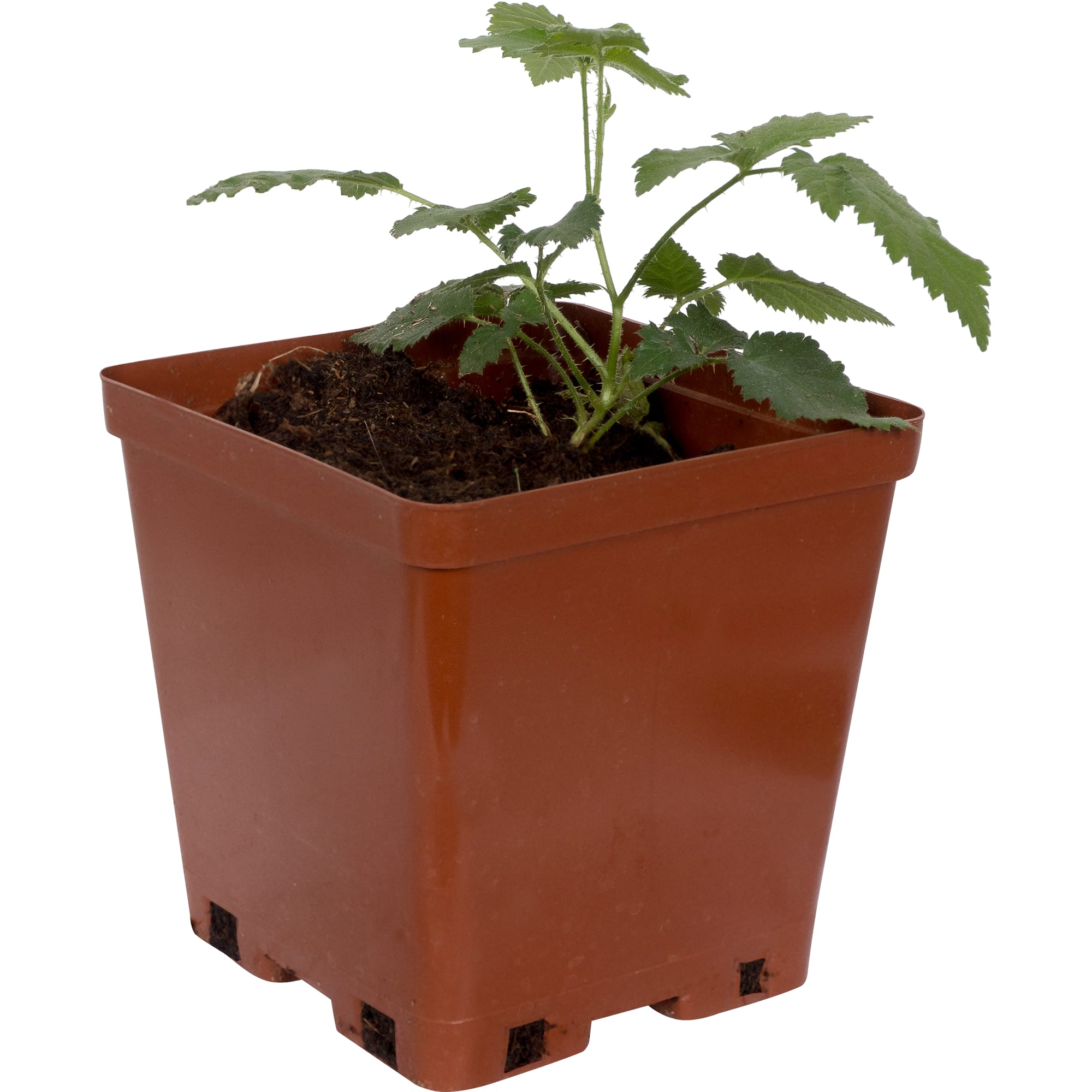 18321304 Ежевика С2, 50 см Santreyd 