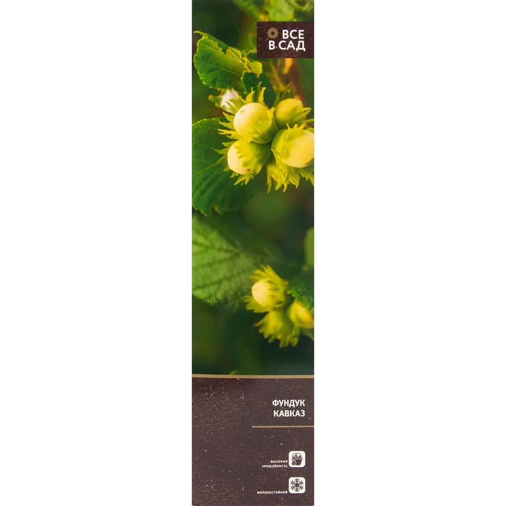 Фундук Кавказ в тубе 82539546 STLM-2154913 ВСЕ В САД 