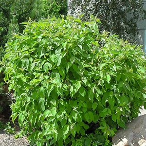 Дёрен белый 15x40-60 см 82625341 STLM-2029156