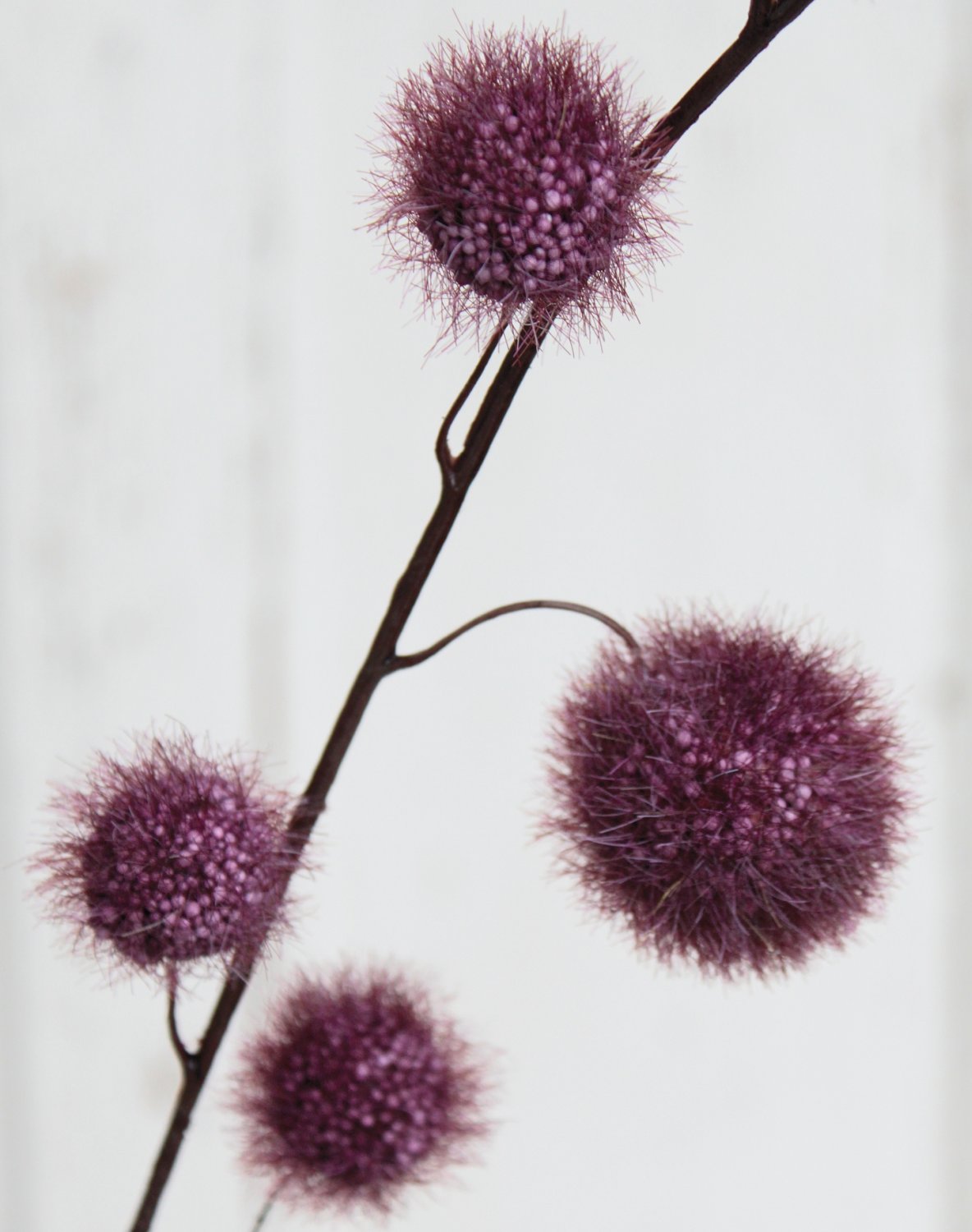 5535 490 a3 Искусственный спрей из плодов гомфокарпуса, 103 см, красно-черный H-andreas  - Вид №1