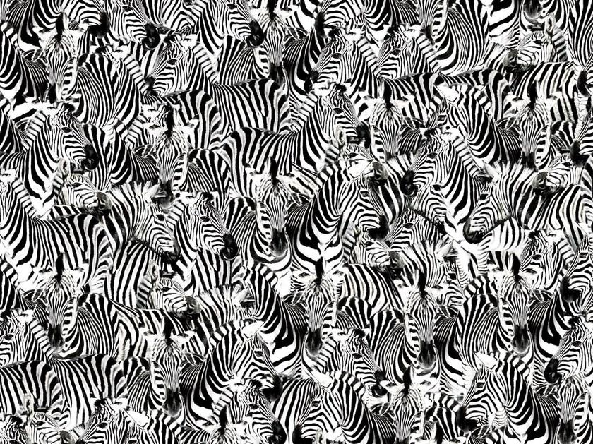 Wall&decò Обои с животными Contemporary wallpaper 2010 sun-id-1446065 - Вид №2