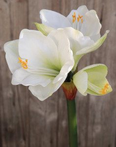 2443 708 a3 Амариллис искусственный, 66 см, бело-зеленый H-andreas