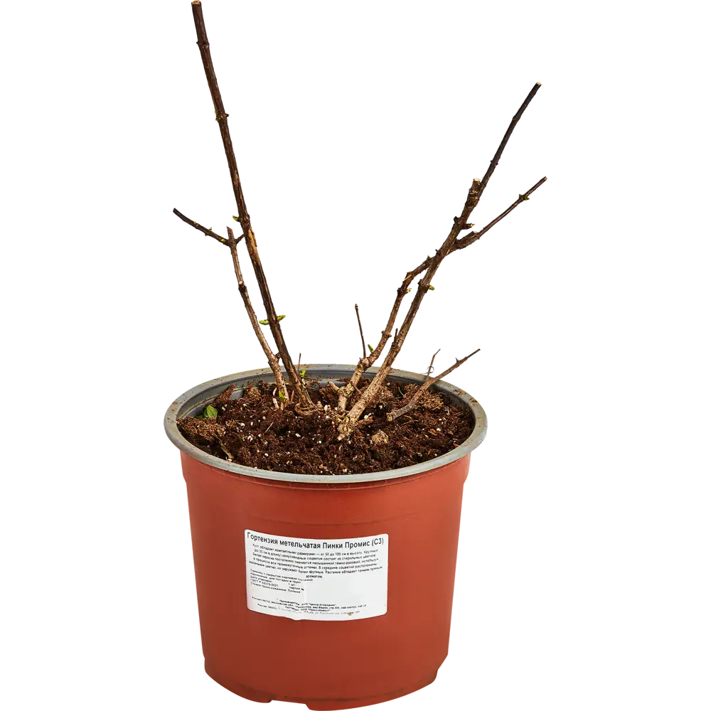 Гортензия метельчатая Пинки Промис от Santreyd - розовое цветение с лета до осени 89369804 STLM-0957659 - Вид №1