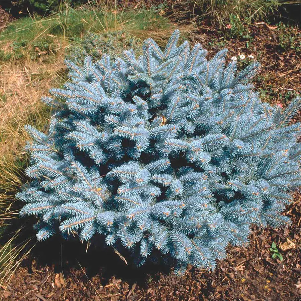 Ель колючая Глаука глобоза ø15 h45 см 84659524 STLM-2145144 PLANTMARKET 