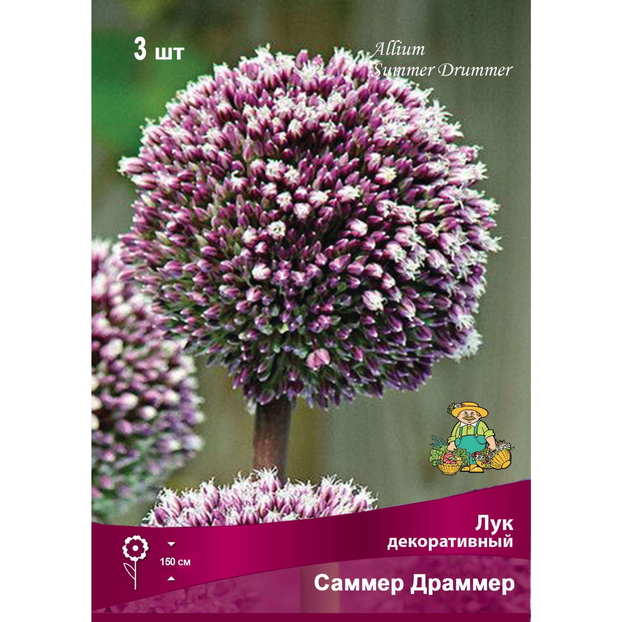 Лук декоративный Саммер драммер луковица 12/14, 3 шт Santreyd 88294923