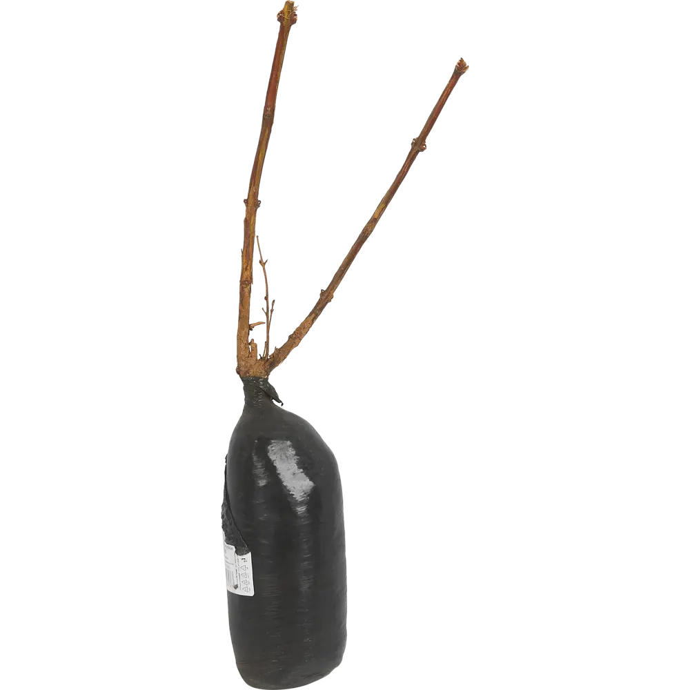 Жимолость съедобная Золушка h40 см 83791427 STLM-2210162 Santreyd  - Вид №1