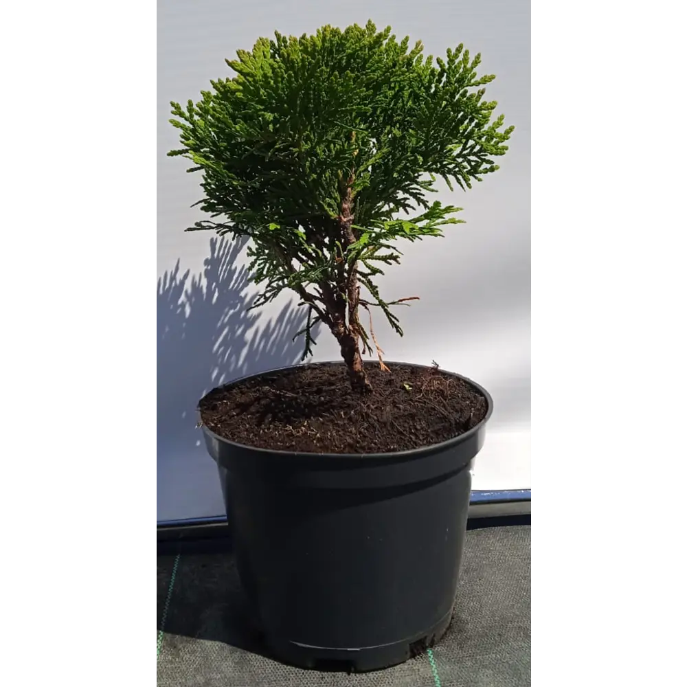 Туя западная Даника ø19 см h40-60 см 85088203 STLM-2131147 Santreyd 
