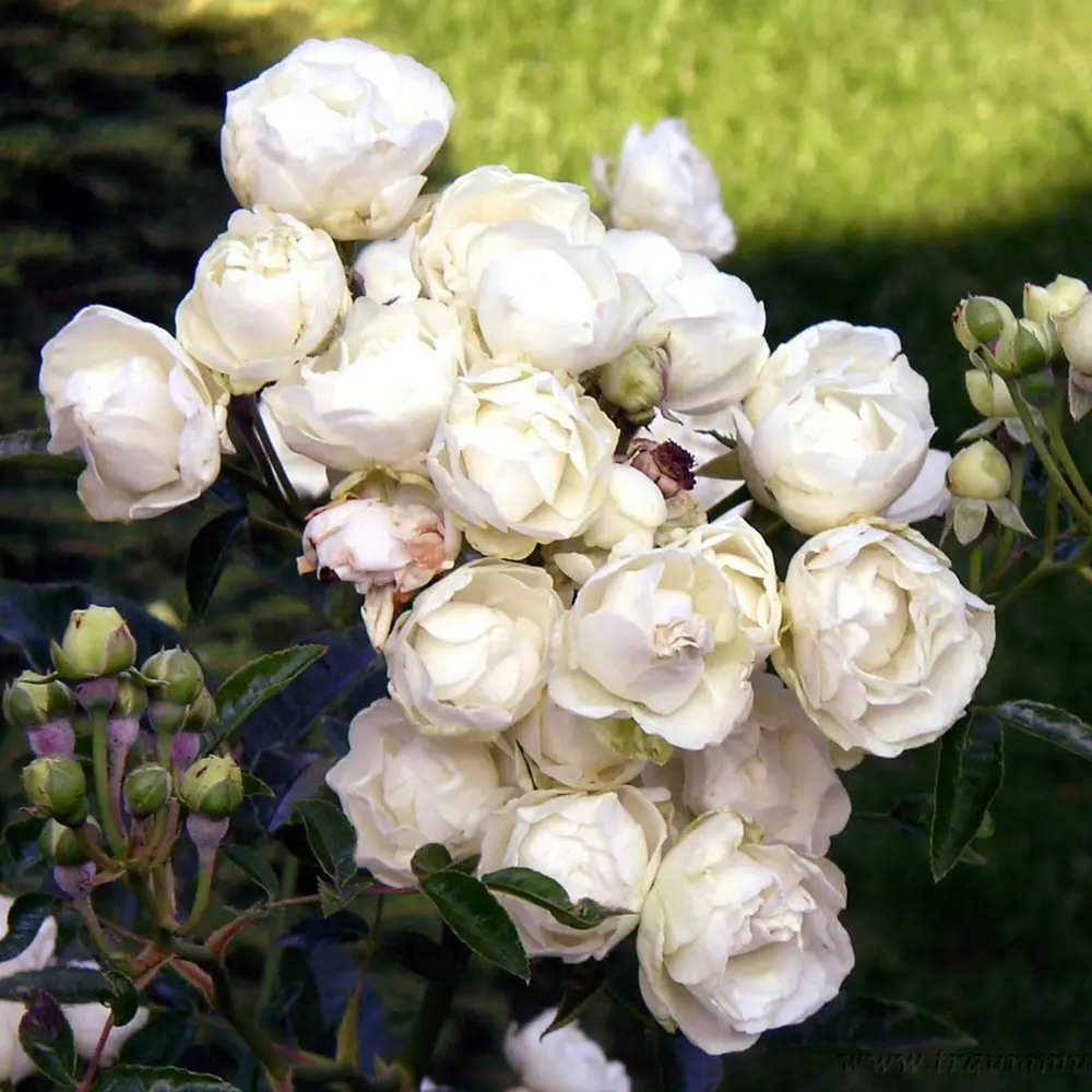 Роза флорибунда «Шнеевитхен» С4 82237678 STLM-2203286 Santreyd 