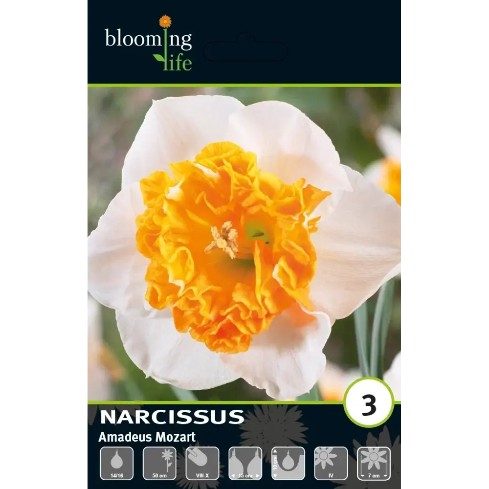 Луковицы нарцисса Амадей Моцарт 14/16 - многолетние цветущие растения 89432946 Santreyd STLM-1580595